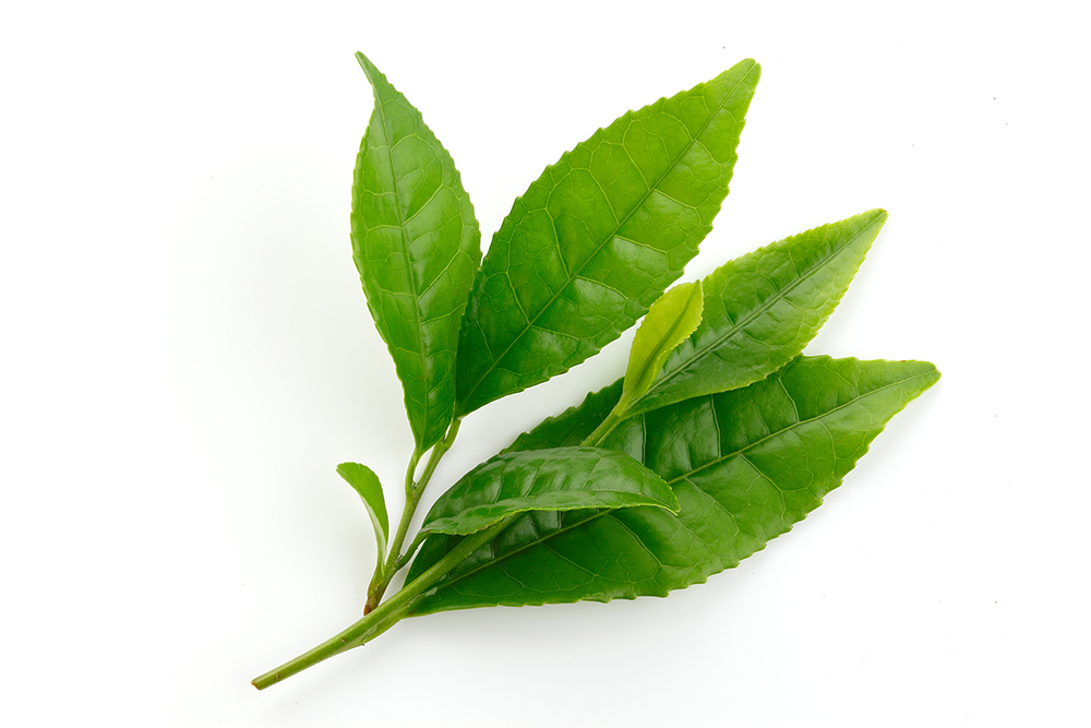 cultivation of tea plants